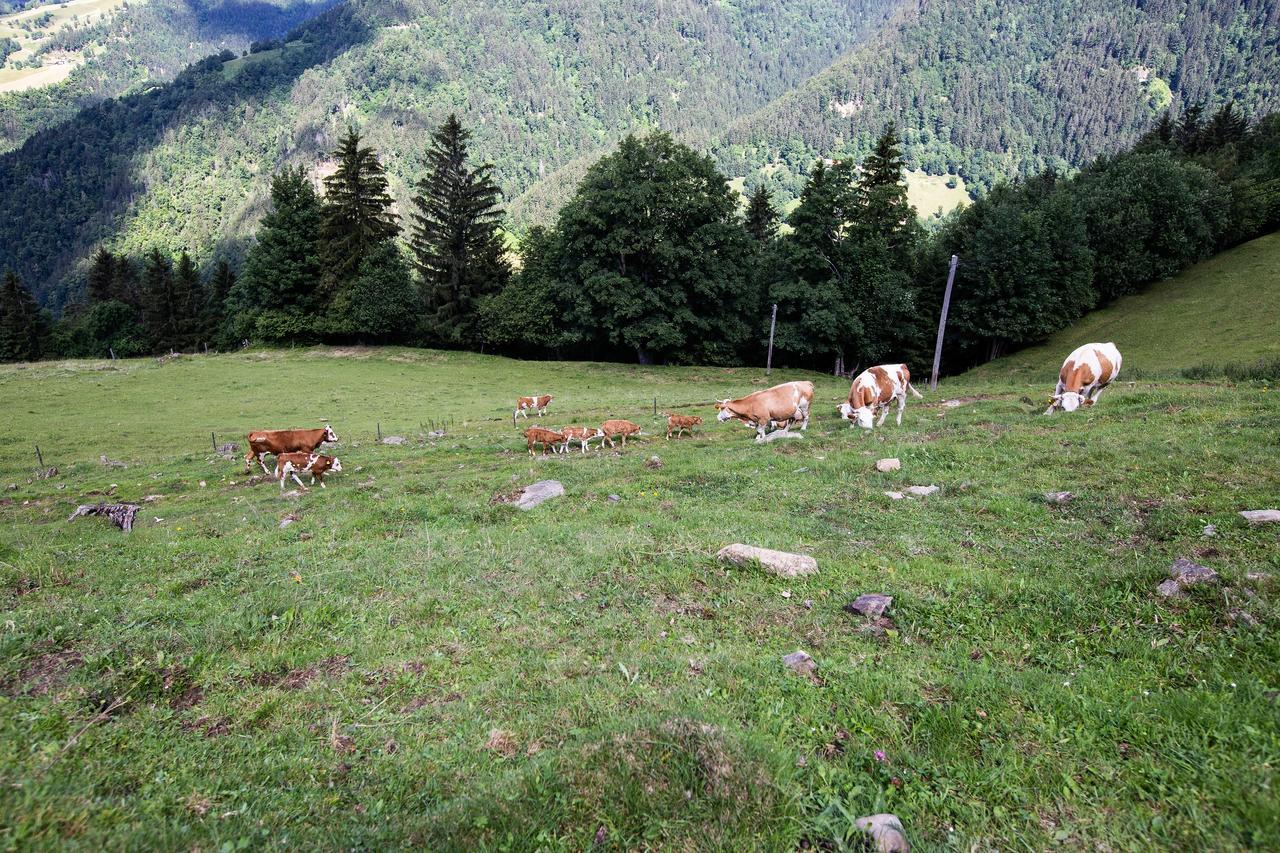 Farmstay&Glamping Visocnik Ljubno المظهر الخارجي الصورة